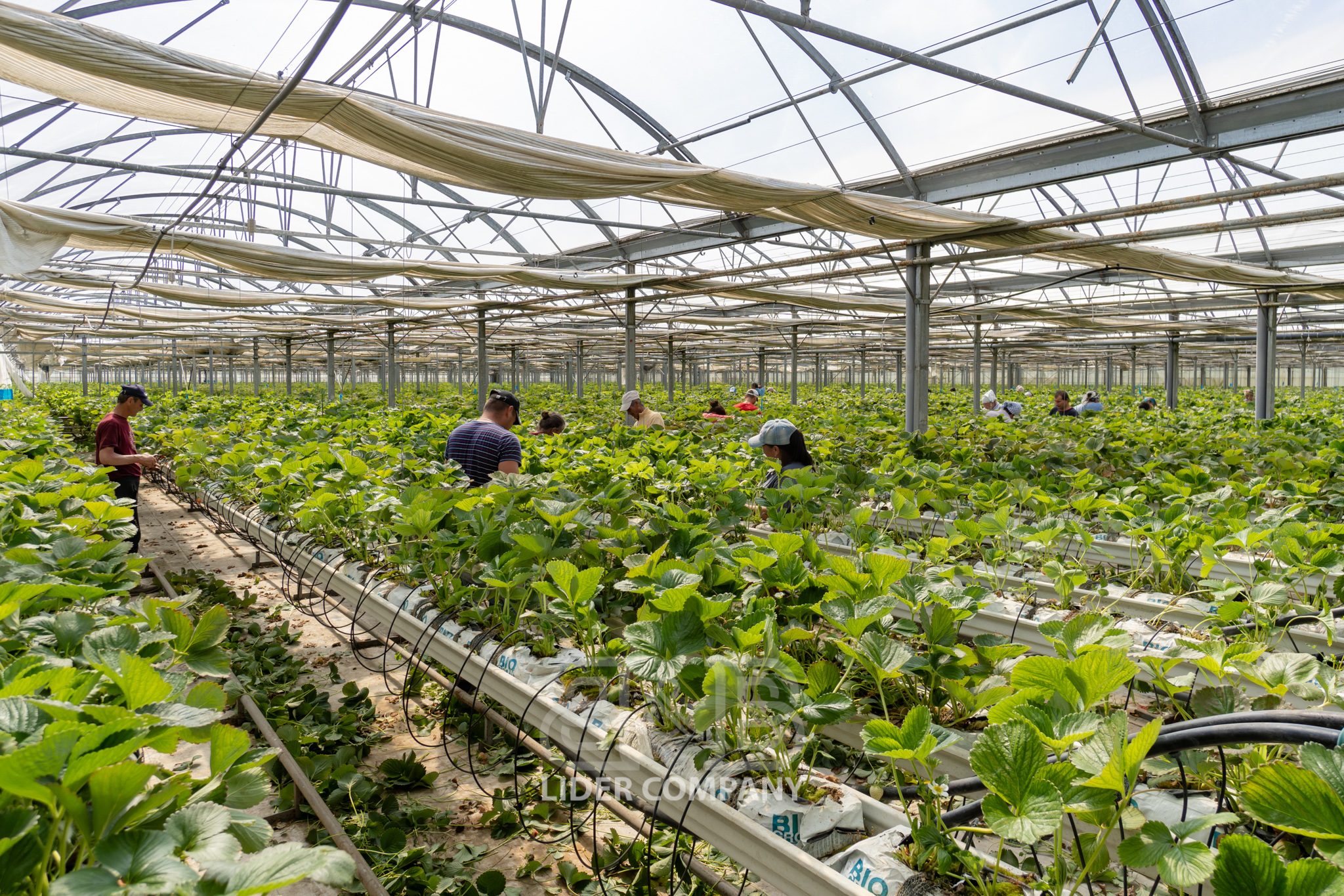 Teren Agricol + Seră 19 Ha , Afacere Activă Criuleni