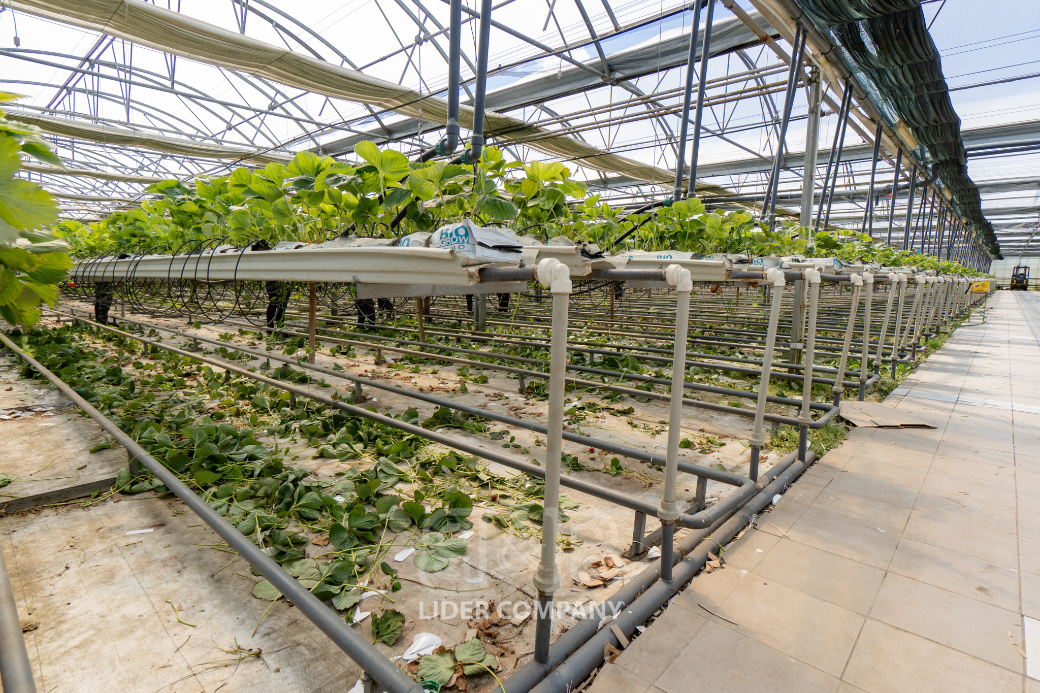 Teren Agricol + Seră 19 Ha , Afacere Activă Criuleni