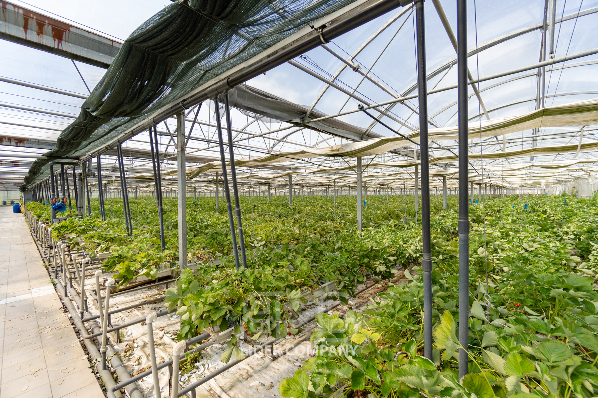 Teren Agricol + Seră 19 Ha , Afacere Activă Criuleni