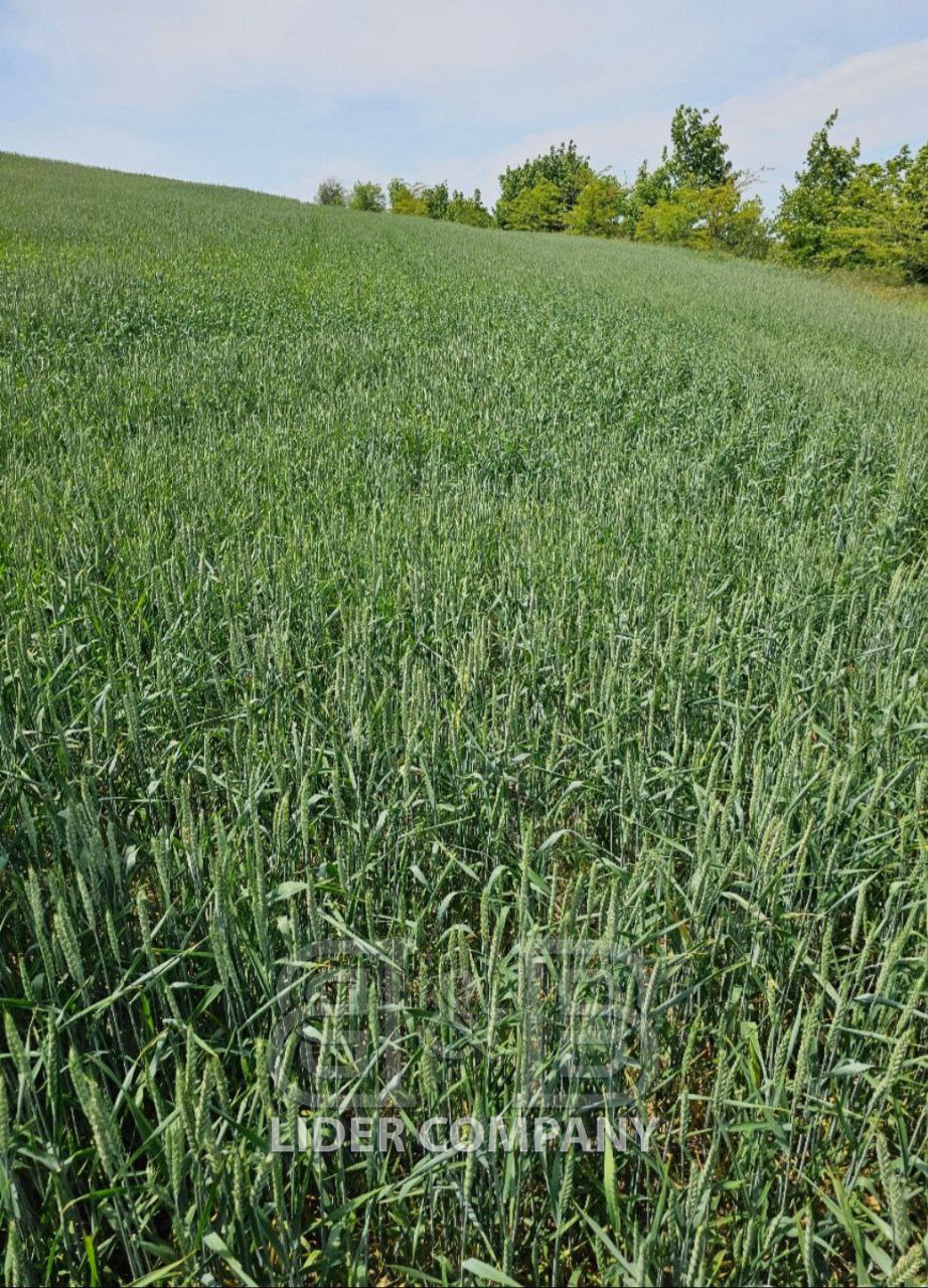 De vânzare Teren agricol – 70 hectare – Anenii Noi, satul Beriozchi