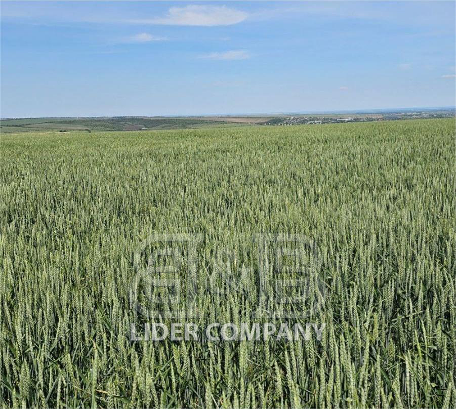 De vânzare Teren agricol – 70 hectare – Anenii Noi, satul Beriozchi